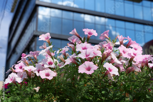 flowers near a facade of a modern building on a bright Sunny day, blue sky and clouds reflecting in a glass, beautiful exterior of the new building