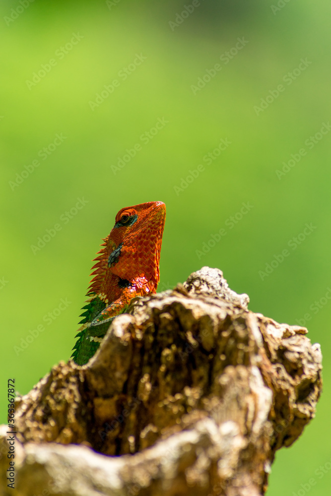 Close-up of an isolated orange and green lizard on a tree stump. Ella, Sri Lanka. blurred jungle in the background Close-up of an isolated orange and green lizard on a tree stump. Ella, Sri Lanka. blurred jungle in the background