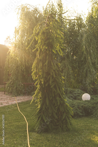 Norway spruce Inversa in the garden