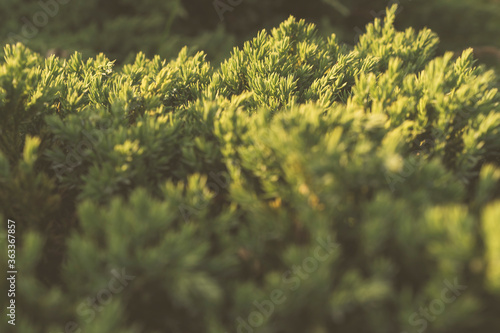 Background of delicate coniferous branches 