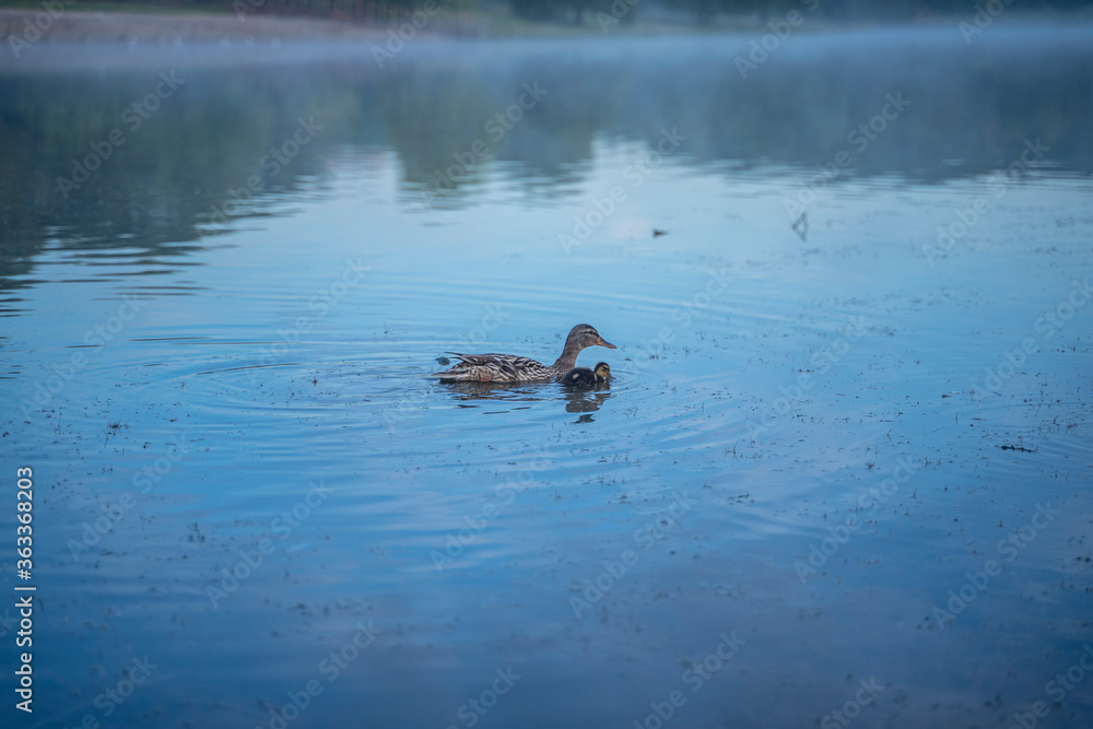 Fototapeta premium ducks swimming in the lake