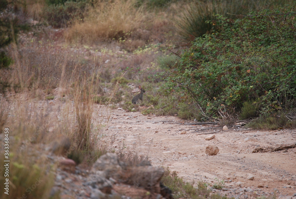 Wild Spanish Rabbit in Canyon