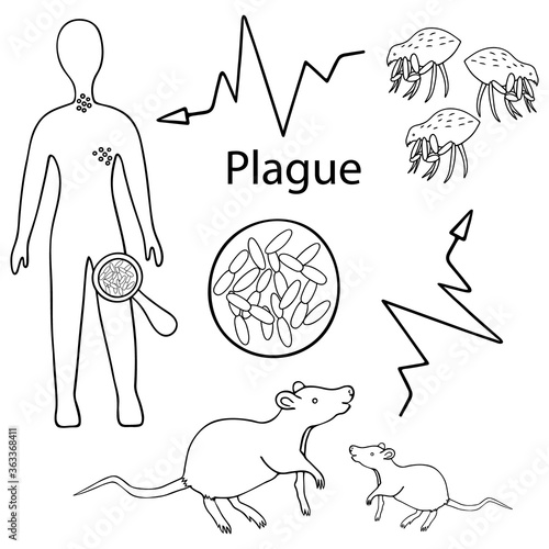 Bubonic plague. Warning. The scheme of infection with the plague bacterium: rat - flea - man. Vector illustration. Sketch. Outline on an isolated white background. Doodle style. Coloring book. Science