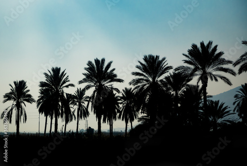 Date palms silhouetted at dawn near the Dead Sea in Israel