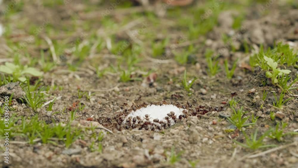 Extreme close-up of a red ant eating sugar crumbs in summer day, macro Extreme close-up of a red ant eating sugar crumbs in summer day, macro