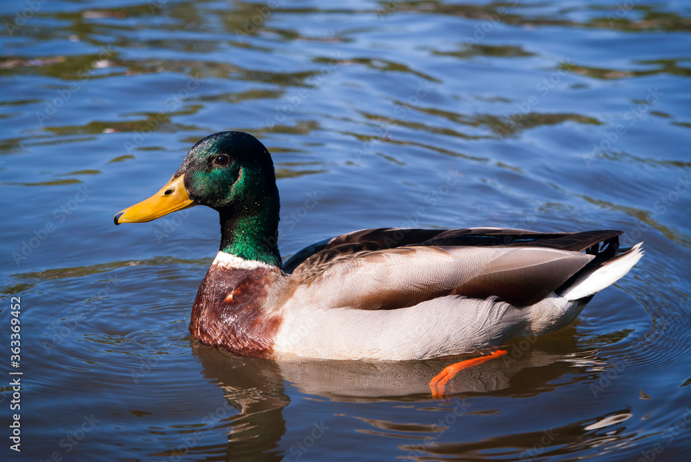 The duck floats on water. A duck with a yellow beak and orange paws. The duck floats on water. A duck with a yellow beak and orange paws.