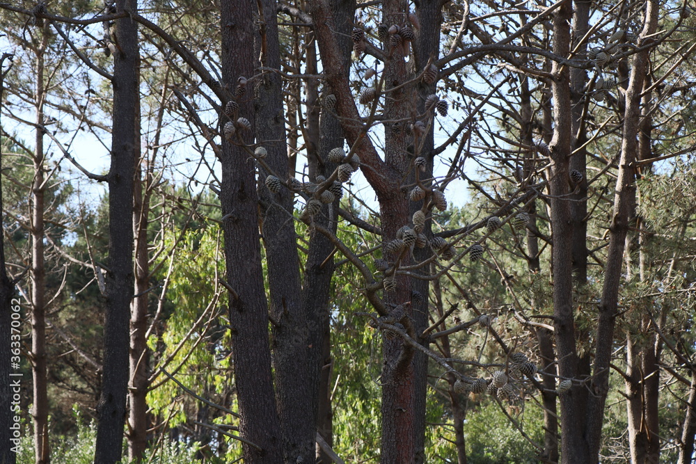 Fototapeta premium Spring morning in a pine grove