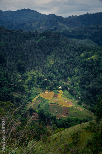 Landscape in the mountains. Little Adam’s peak, Ella, Sri Lanka with tea plantation. portrait format