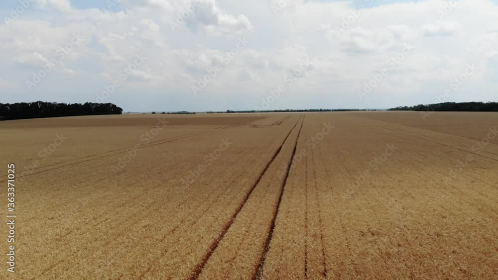 Field of ripe wheat aerial view. Aerial video Field of ripe wheat aerial view. Aerial video