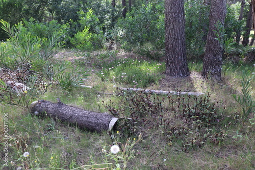 Backyard with garden of wild flowers and dead trunks