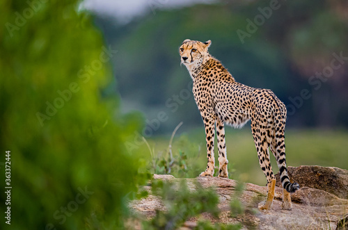 Leinwand Poster Stunning creatures, the cheetah of Kenya