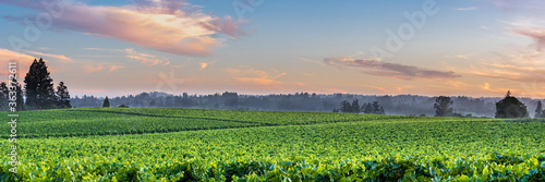 Bild auf Leinwand Sunset in vineyard, 1x3 panorama, Sonoma County, California, USA