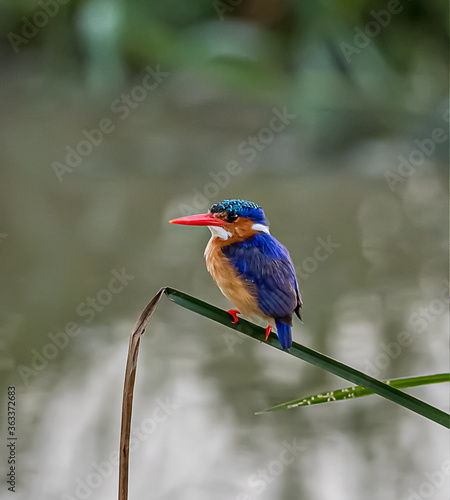 The malachite kingfisher (Corythornis cristatus) sitting on the reed