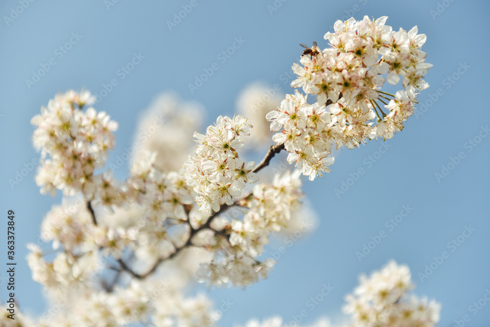 Low Angle View Of Cherry Blossoms Against Sky