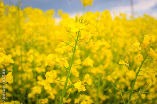 Closeup Macro Photo Of Yellow Rapeseed Flowering On Background Dark Sky With Thunderclouds © CuteIdeas