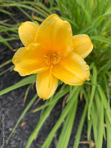 yellow daffodil flower