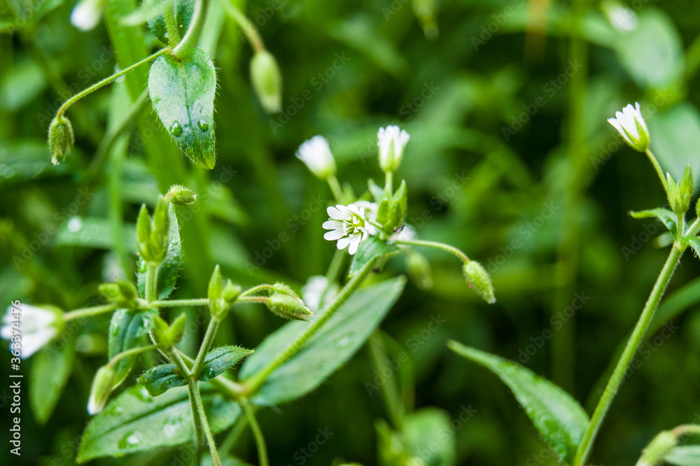 Cerastium fontanum, also called mouse-ear chickweed flower Cerastium fontanum, also called mouse-ear chickweed flower