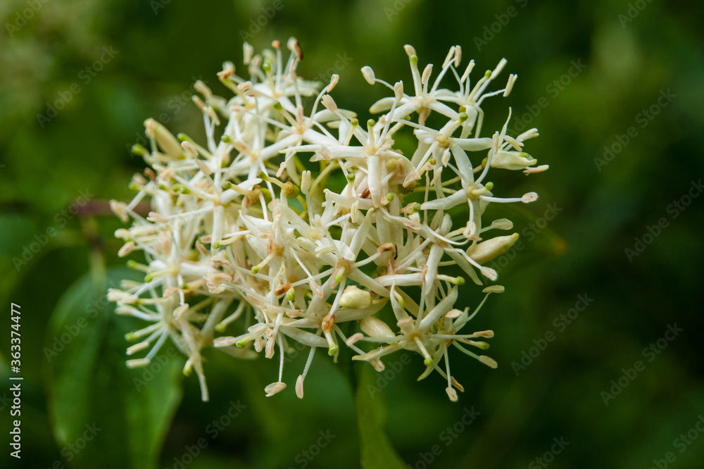 common dogwood cornus sanguinea flowers common dogwood cornus sanguinea flowers