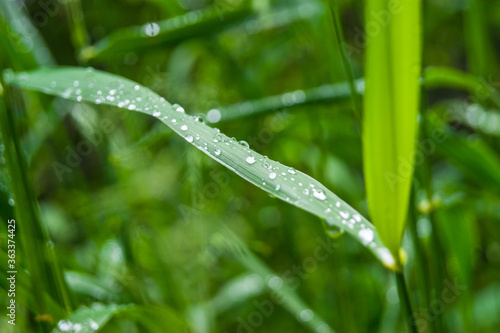 grass leaf with water droplets