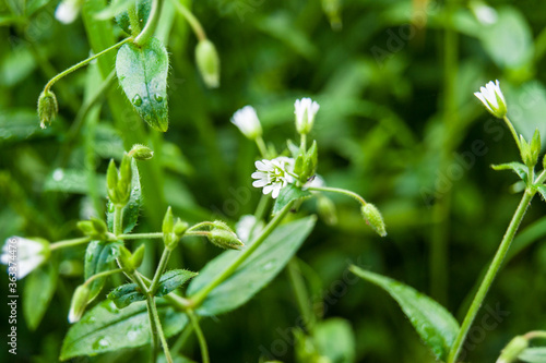 Cerastium fontanum, also called mouse-ear chickweed flower