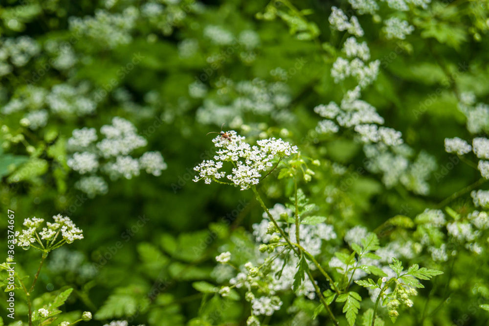 cow parsley or wild chervil Anthriscus sylvestris flowers cow parsley or wild chervil Anthriscus sylvestris flowers