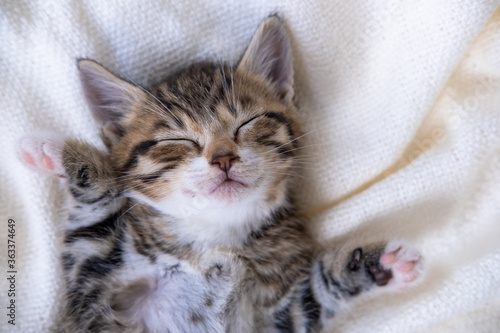 Small smiling striped kitten lying on back sleeping on white blanket. Concept of cute adorable pets cats.