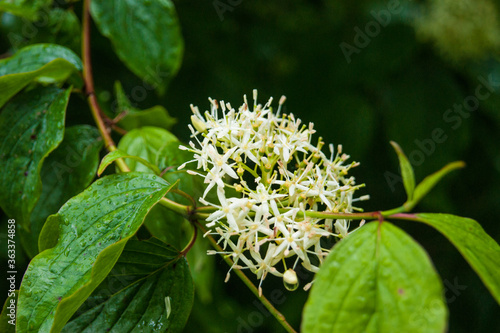 common dogwood cornus sanguinea flowers