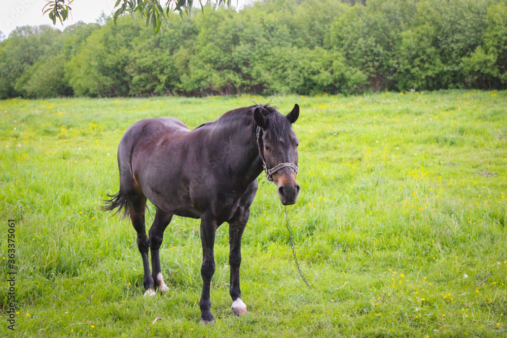 One Black Horse Grazing On A Leash In A Meadow One Black Horse Grazing On A Leash In A Meadow