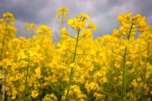 Closeup Macro Photo Of Yellow Rapeseed Flowering On Background Dark Sky With Thunderclouds