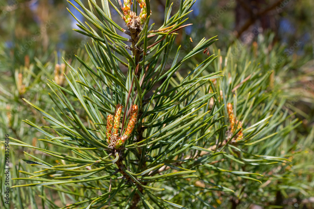 Young pine buds spring at the tips of pine twigs between the green long needles. Folk medicine - tea ingredient for the treatment of lung diseases. Selective focus Young pine buds spring at the tips of pine twigs between the green long needles. Folk medicine - tea ingredient for the treatment of lung diseases. Selective focus