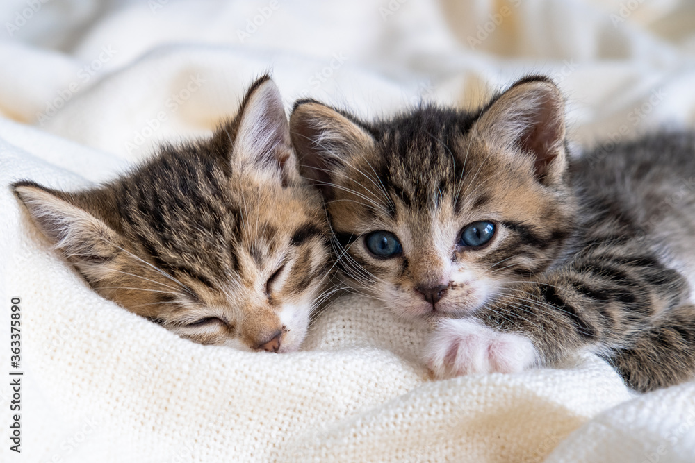 Two Small striped kittens sleeping on bed white light blanket. Concept of domestic adorable pets. Two Small striped kittens sleeping on bed white light blanket. Concept of domestic adorable pets.