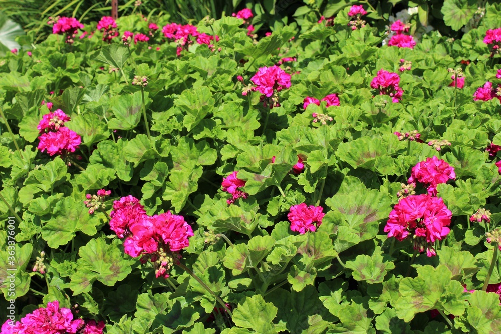 Bright pink geranium flowers blooming in mid summer Bright pink geranium flowers blooming in mid summer