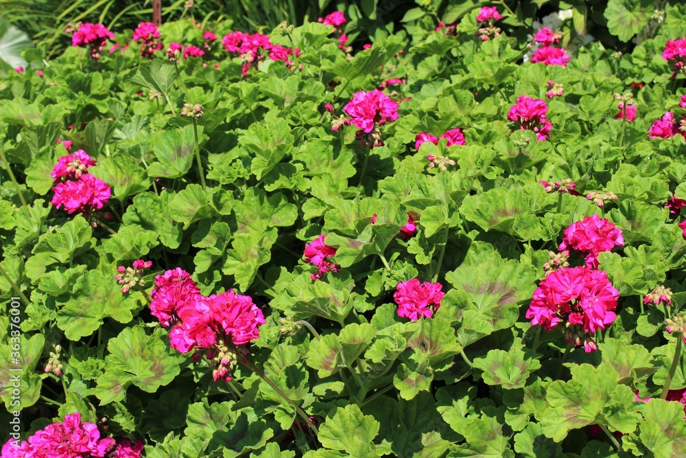 Bright pink geranium flowers blooming in mid summer