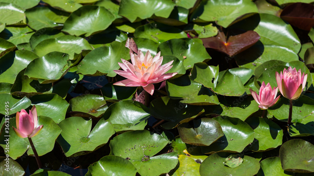 Pink water lily (Nymphaea species) flower on large round leaves Pink water lily (Nymphaea species) flower on large round leaves