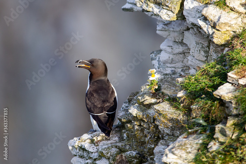 Razorbill stands on a chalk stone ledge near Bempton Cliffs, near Flamborough Head, East Yorkshire, UK photo