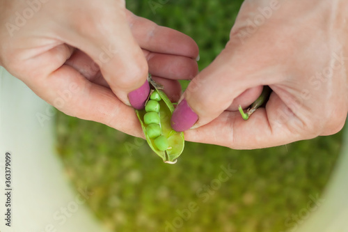 Green peas harvesting. Finger processing.