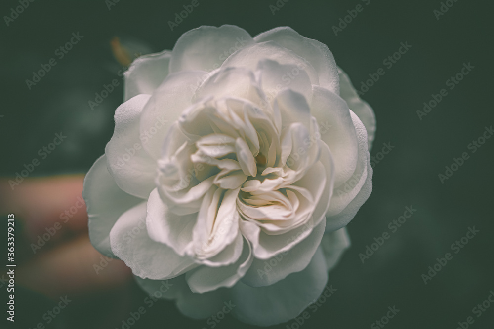 pink and white rose pink and white rose