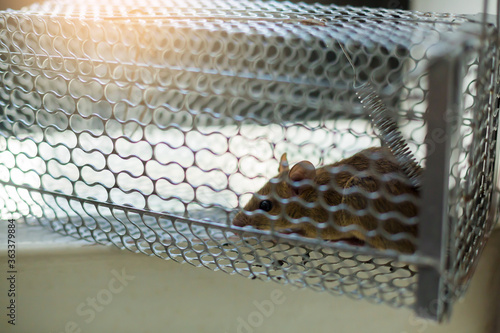 Selective focus to rat eye in a cage at home or office. Close-up mice or rat caught in a trap.