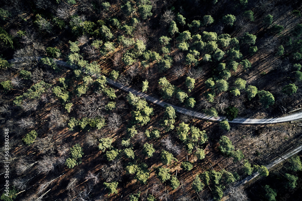 Aerial drone view of trees in autumn. Street crossing the forest with long evening sun shadows. Beautiful top view. Green and Brown tones. Aerial drone view of trees in autumn. Street crossing the forest with long evening sun shadows. Beautiful top view. Green and Brown tones.