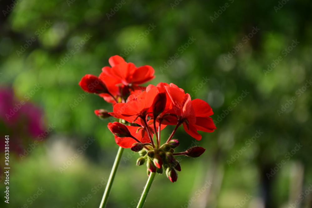 Czerwony kwiat na zielonym tle. - obrazy, fototapety, plakaty 