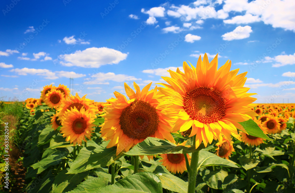 Obraz premium sun flower and cloudy sky.