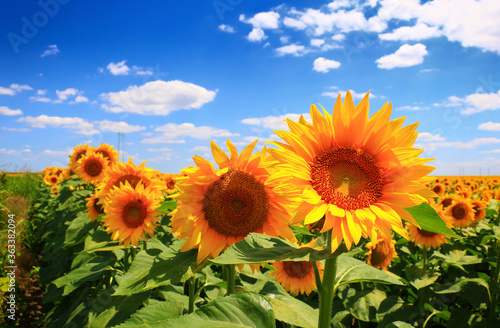 sun flower and cloudy sky.