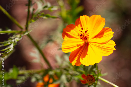 Flor Laranja