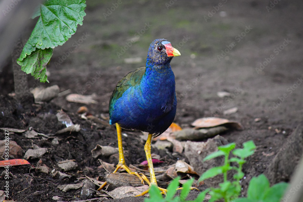 Gallareta púrpura / Purplue Gallinule / Porphyrio martinica - Ave localizada en la ciudad de Quito, Ecuador Gallareta púrpura / Purplue Gallinule / Porphyrio martinica - Ave localizada en la ciudad de Quito, Ecuador