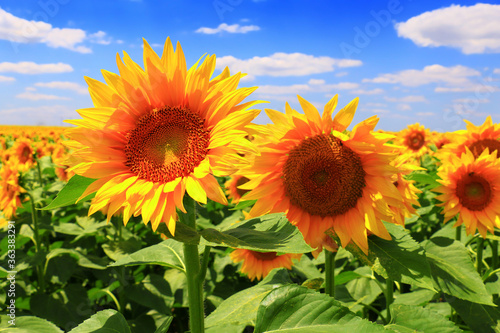 sun flower and cloudy sky.