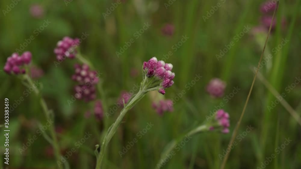 Close-up of beautiful Pink Everlasting also known as pussytoes wildflowers blowing in a light wind after a rainfall. The background is out of focus. Taken in the Rocky Mountains. Close-up of beautiful Pink Everlasting also known as pussytoes wildflowers blowing in a light wind after a rainfall. The background is out of focus. Taken in the Rocky Mountains.