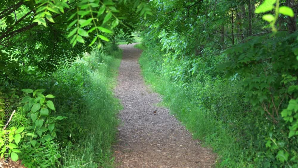 Beautiful vertical panning shot of a wood chip and dirt path lined with lush green foliage and tree branches with a robin bird sitting on the pedestrian path. Beautiful vertical panning shot of a wood chip and dirt path lined with lush green foliage and tree branches with a robin bird sitting on the pedestrian path.