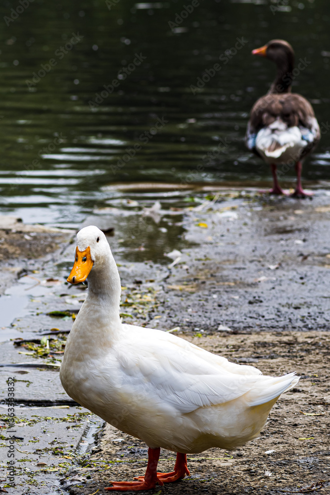 Obraz premium goose on the water