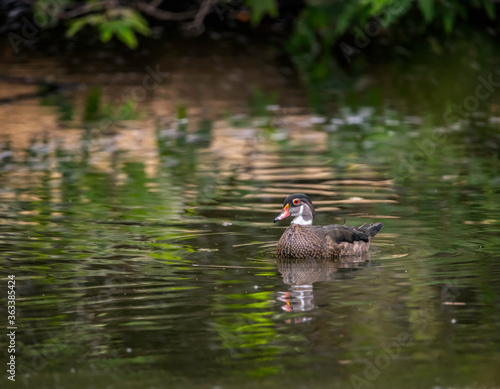 Male Wood Duck (Aix sponsa), swims in a Franklin Canyon pond, Beverly Hills, CA.