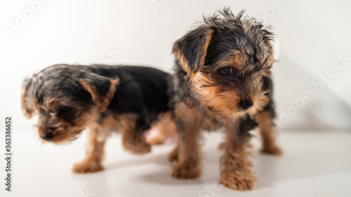  Close up of a cute little Yorkshire terrier puppy and his brother  on white background